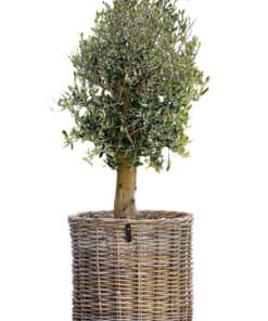 a2 living Maxi XL Low Rund Rattankurv - Kubu (inkl. pose)