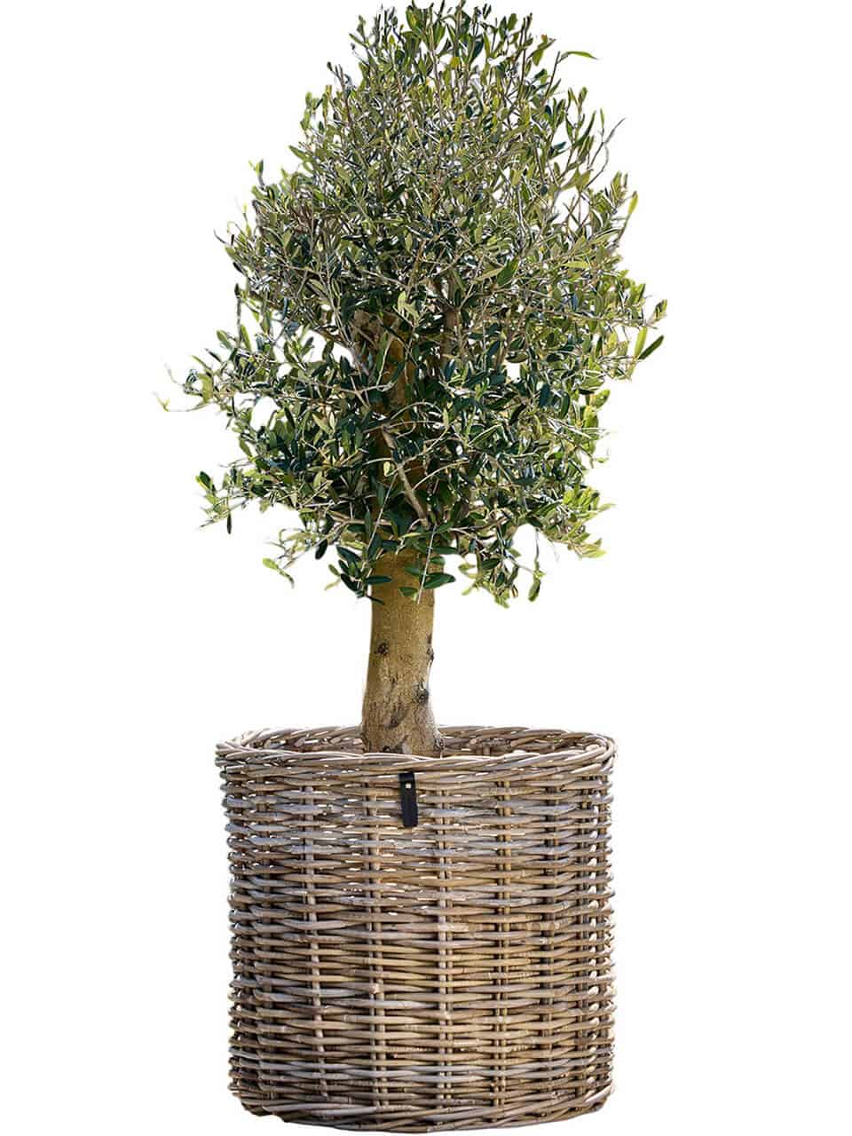 a2 living Maxi XL Low Rund Rattankurv - Kubu (inkl. pose)